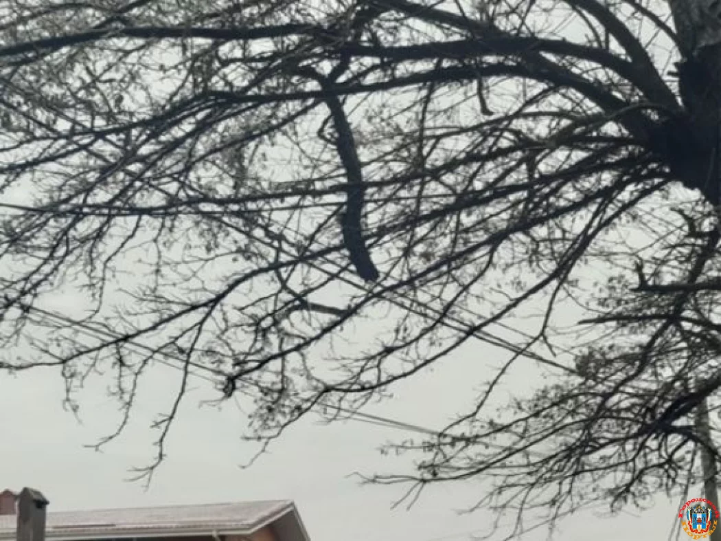 Сломанные ветви дерева повисли над головами пешеходов в переулке Искрянском