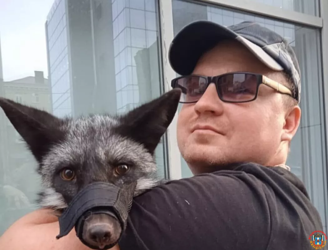 В Ростове нашёлся хозяин попавшей под колёса чернобурой лисы