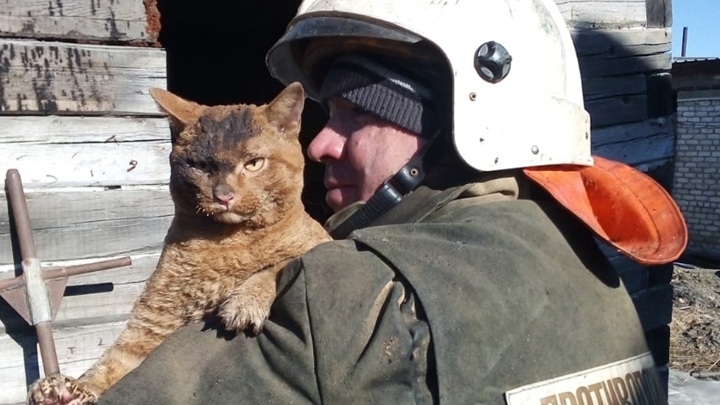 Чудесное спасение: в амурском поселке из огня спасли кота