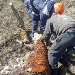 На Кубани спасли корову, которая провалилась в четырехметровый колодец