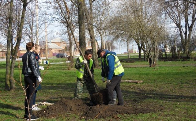 Ростовчан привлекут к обследованию состояния зелёных насаждений в городе