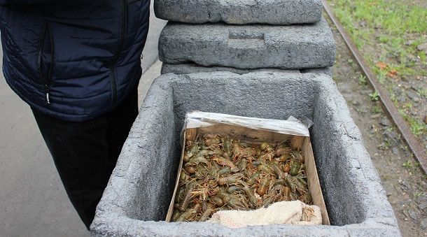 В Ростове уничтожили 15 кг раков