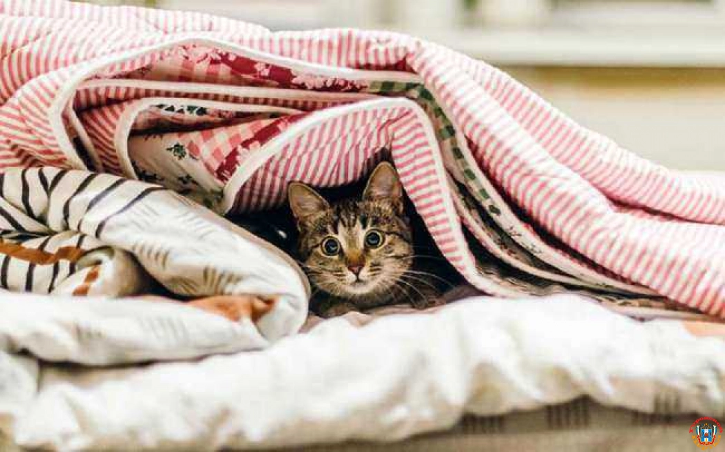 Сезонные одеяла – из двух делаем одно