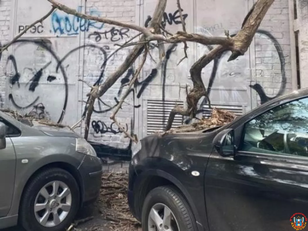 В Ростове на Семашко спилили дерево, упавшее на припаркованные автомобили