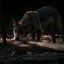 В ростовском зоопарке дали имена трем волчатам 1