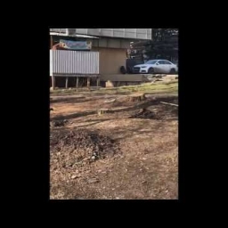 В ростовском парке 1 Мая вырубили деревья
