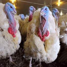 На активы «Евродона» в Ростовской области появился еще один претендент