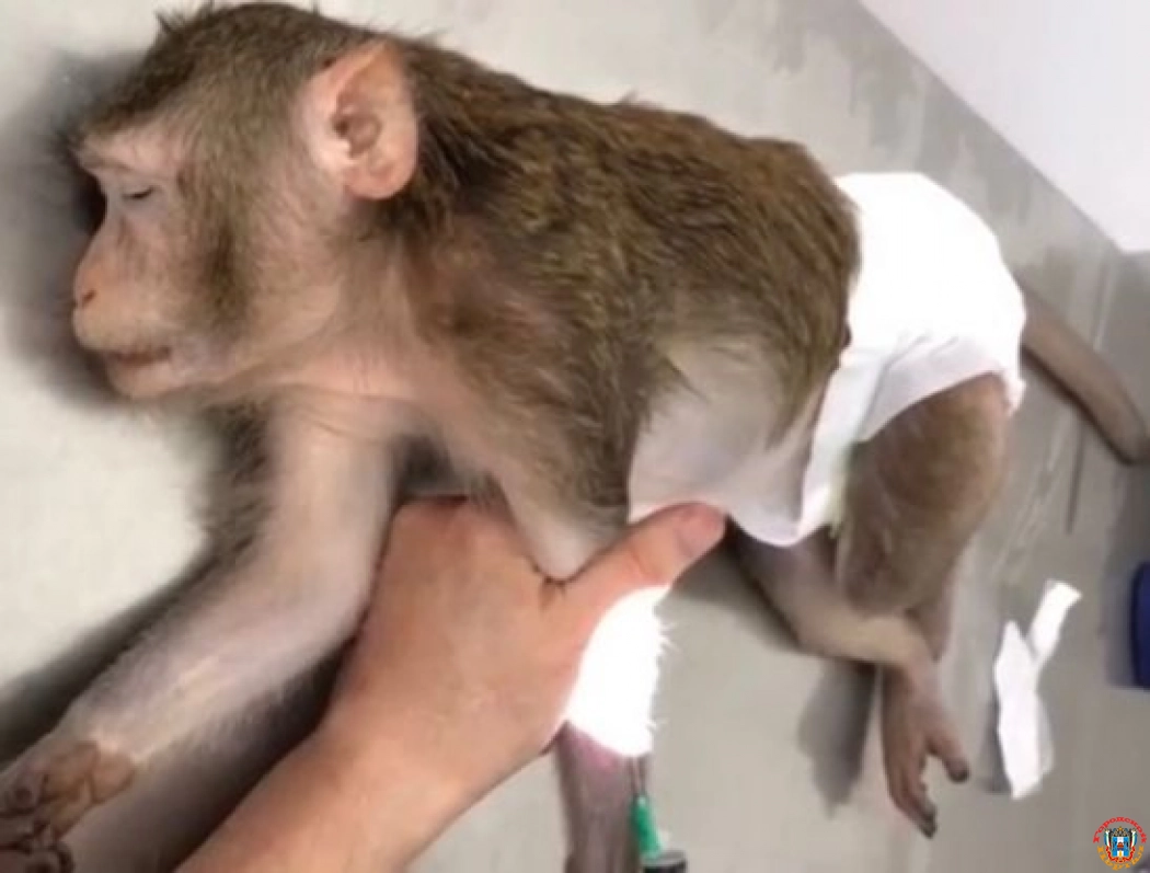 В Ростове ветеринары спасли обезьянку, набившую за щеки магниты