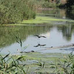 В Ростове возбудили уголовное дело по факту кражи 30 млн рублей при расчистке реки Темерник