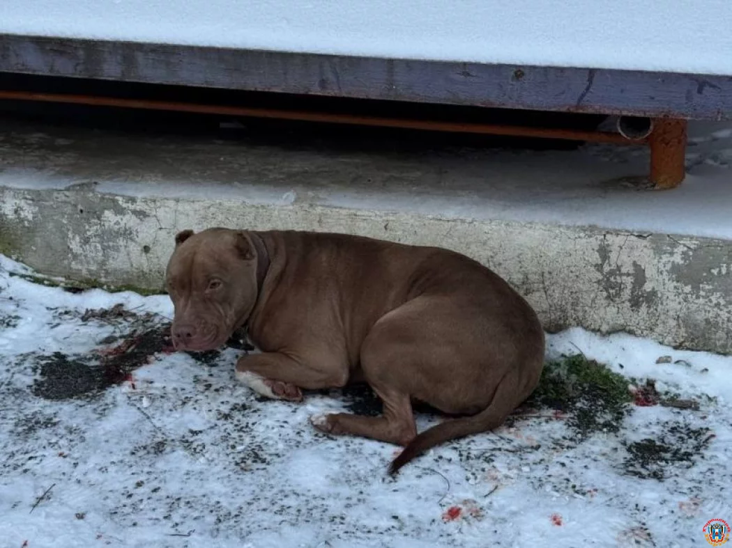 Питбуля со сложным переломом после ДТП спасли ветеринары из Ростовской области
