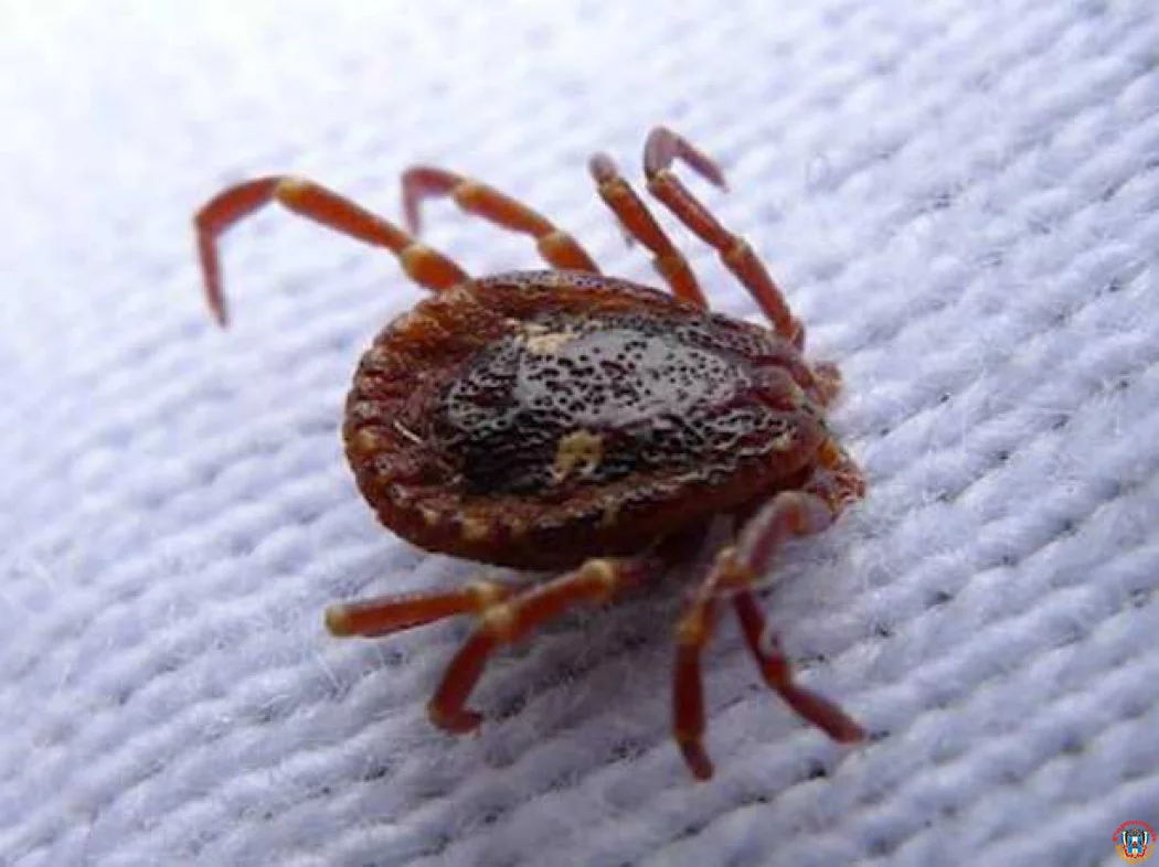 Зараженные клещи передали опасную инфекцию жителям Ростовской области