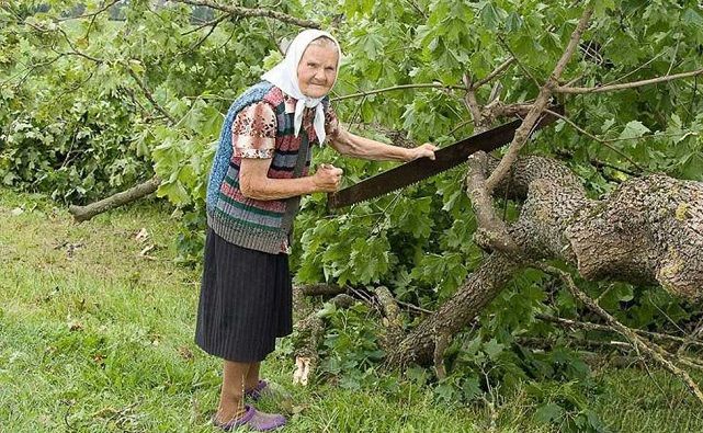 В Ростовской области граждан предпенсионного возраста отправят валить лес и учить верховой езде