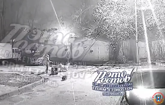 Напала на ребенка стая собак, на которую жаловались ростовчане