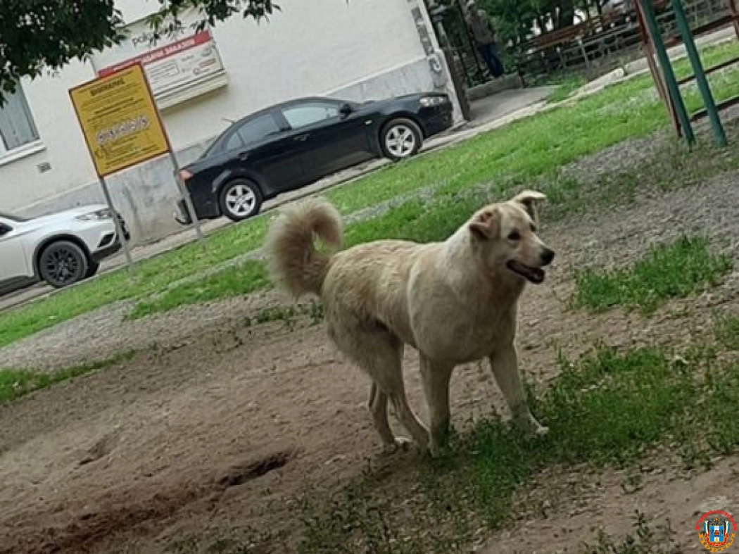 В Первомайском районе Ростова бойцовская собака напала на девушку