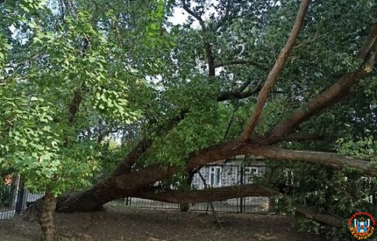 В Ростове огромное дерево упало во дворе школы №79