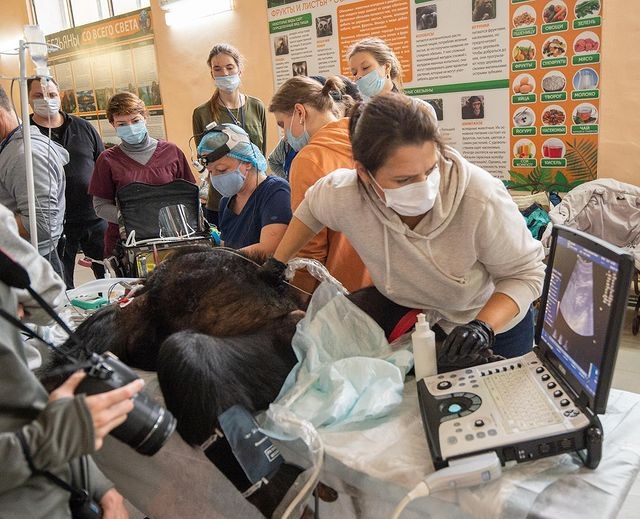 Стоматологи из Москвы вылечили зубки животным ростовского зоопарка