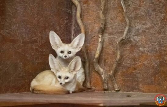 В Ростовском-на-Дону зоопарке появились самые маленькие лисицы в мире - «фенеки»
