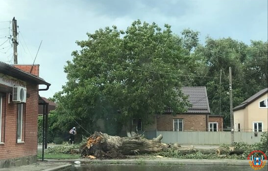 В селе Ростовской области упало огромное дерево