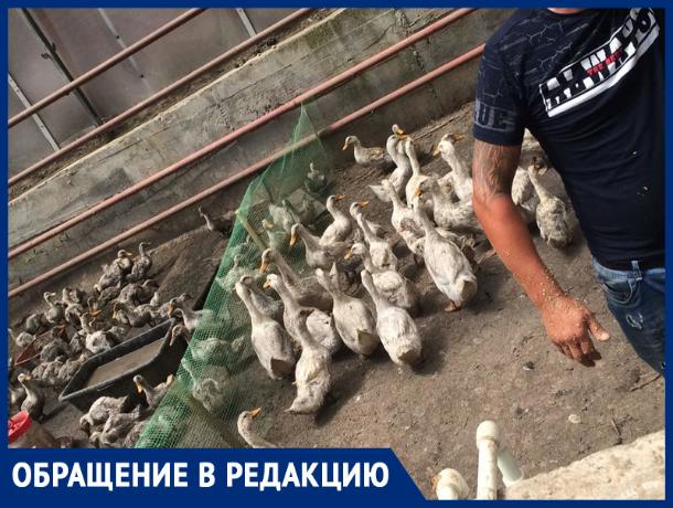 Ростовчанка пожаловалась на невыносимый запах от утиной фермы в центральной части города