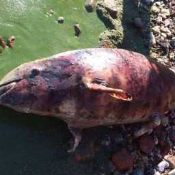 В Таганроге нашли мертвого дельфина на берегу Азовского моря