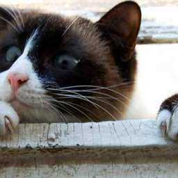 Отчаянный кот-рецидивист вынудил спасателей разобрать крышу магазина в Ростовской области