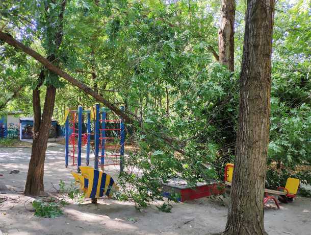 Дерево-убийца покушалось на ребенка, играющего в песочнице во дворе Ростова