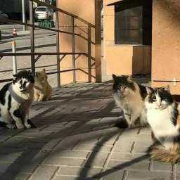 Захватившая мясную лавку отвязная котобанда с «косоухим атаманом» рассмешила жителей Ростова