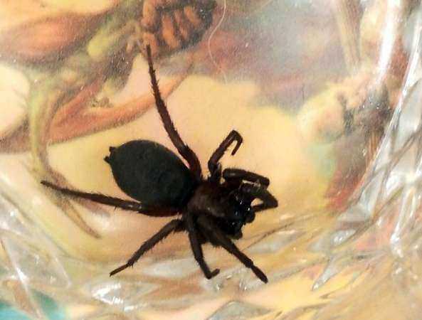 Забравшийся в спальню огромный черный паук сильно напугал ростовчанку