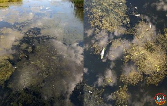 В Каменском районе в реке массово погибла рыба