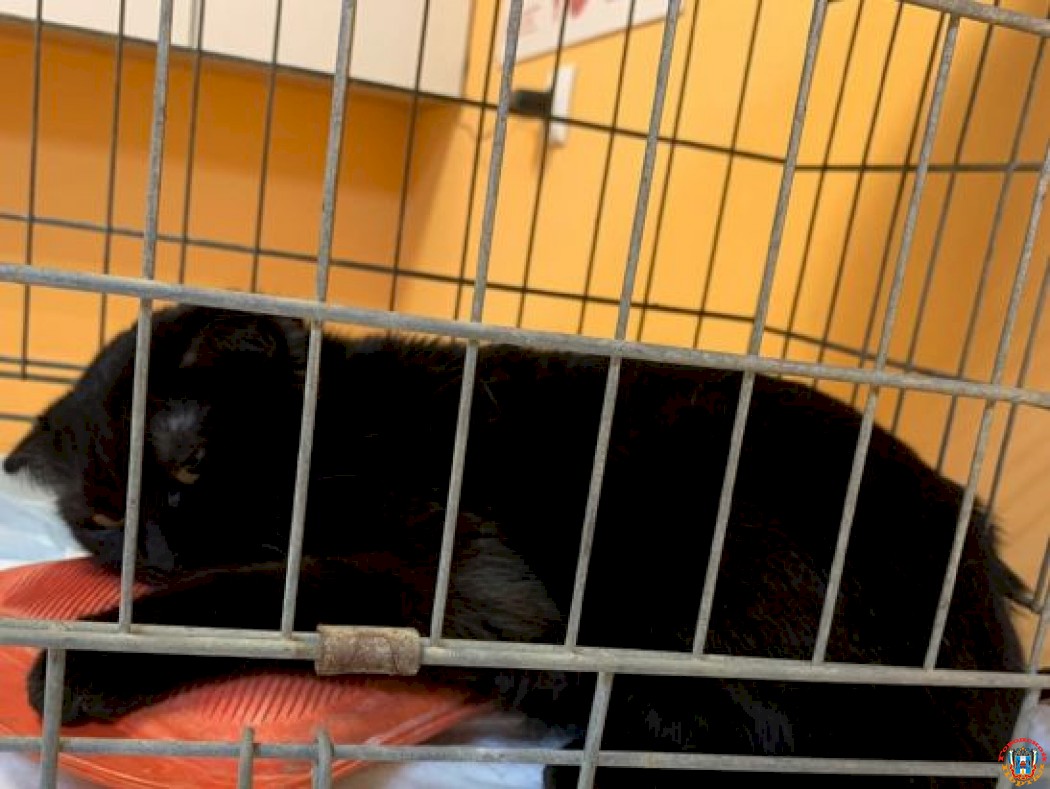 В Ростове кошка около года вынашивала мумифицированный труп котенка