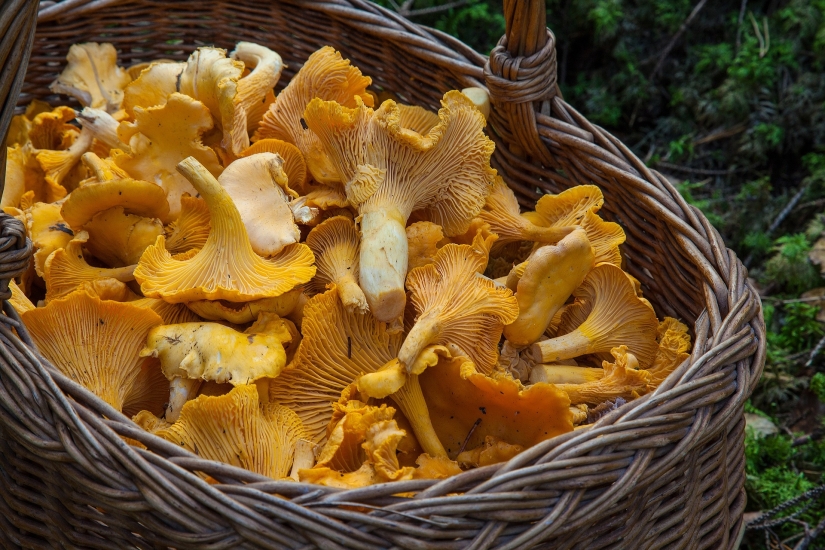 В Ростовской области 15 человек отравились грибами в 2021 году
