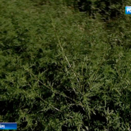 На Дону более 2 тысяч га земель оказались заражены амброзией