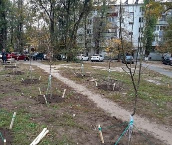 Кто в Ростовской области ответит за погубленные саженцы