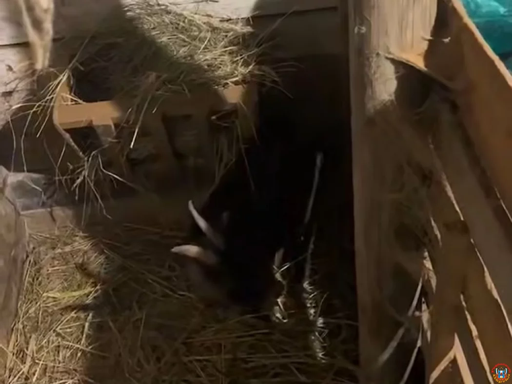 Трагический случай в парке &laquo;Малинки&raquo;: коза оказалась в реанимации из-за угощения посетителей