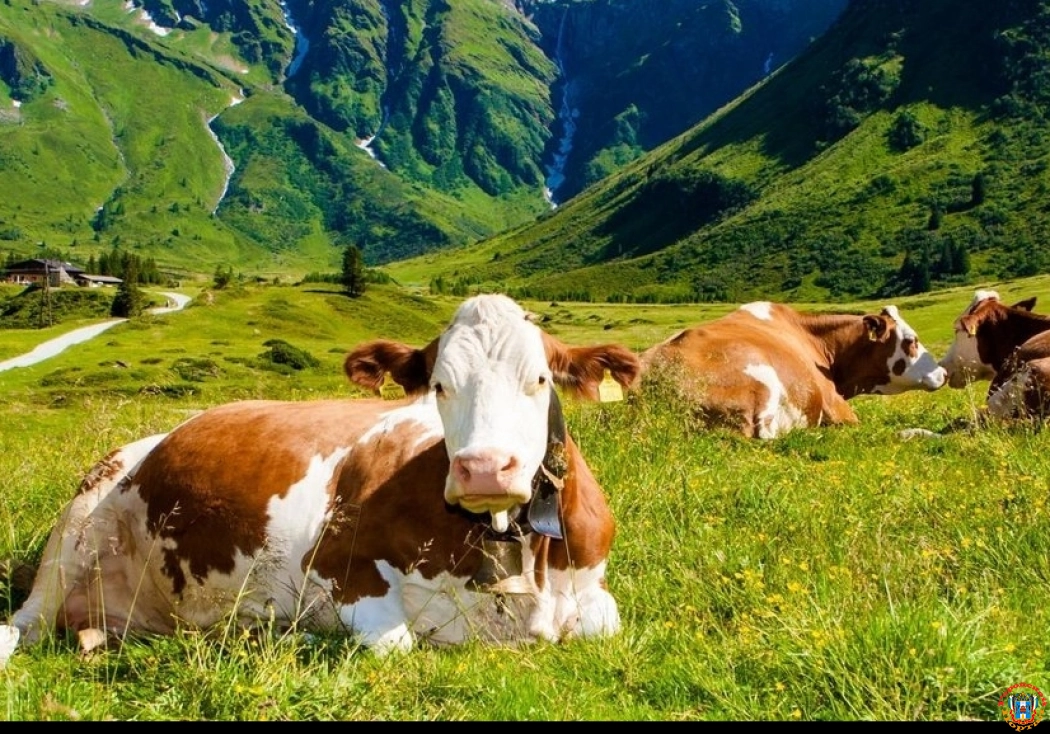 В Ростовскую область из Австрии прибыла партия из 66 коров