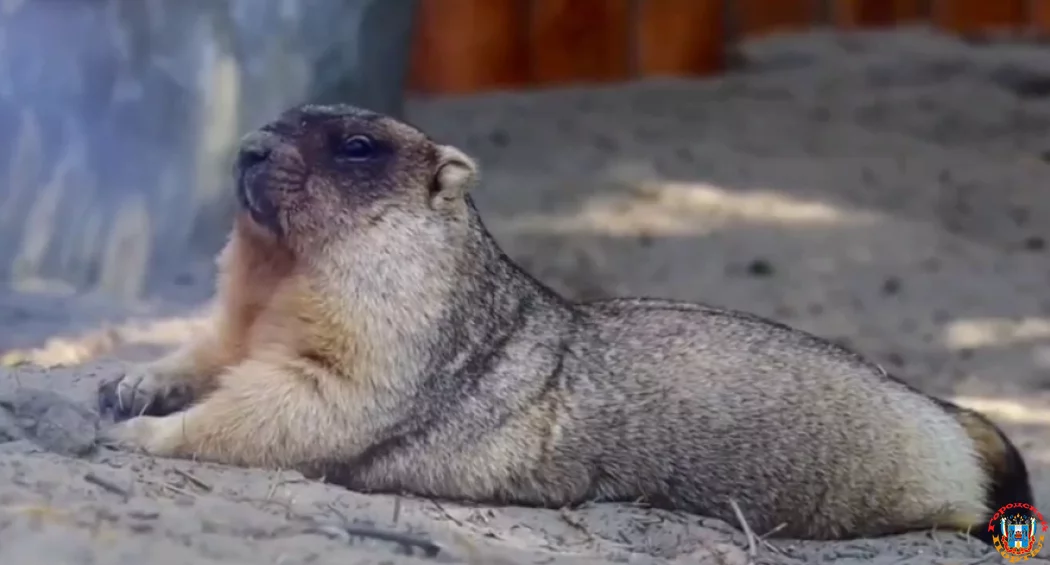 Байбаков готовят к зимней спячке в Ростовском зоопарке Байбаков готовят к зимней спячке в Ростовском зоопарке