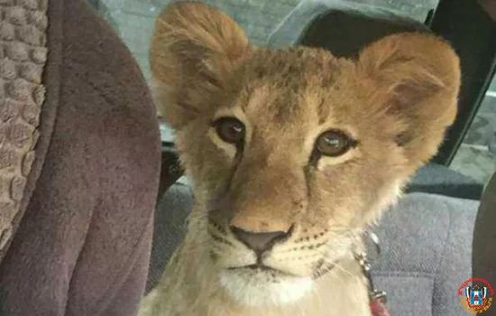 Маленькую львицу прокатили в автомобиле в Ростове
