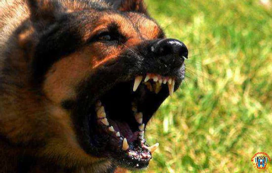 В Ростове домашняя овчарка напала на 6-летнюю девочку