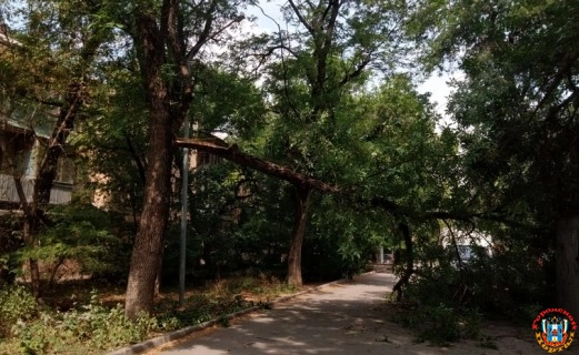 Жители Октябрьского района Ростова снова пожаловались на опасные деревья