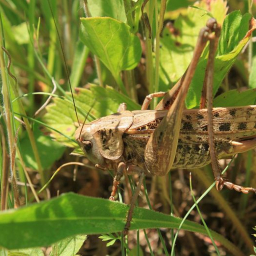 В нескольких районах Ростовской области уничтожили очаги саранчи