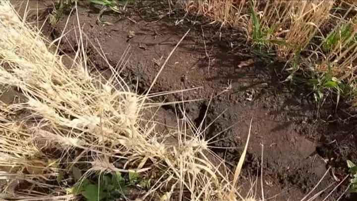 Режим ЧС в Башкирии: засуха уничтожила 200 тысяч гектаров посевов