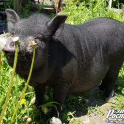 В Ростове воры выкрали любимца семьи – мини-пига