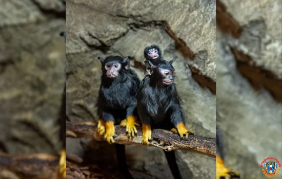 Два детеныша красноруких тамаринов родились в парке «Лога»