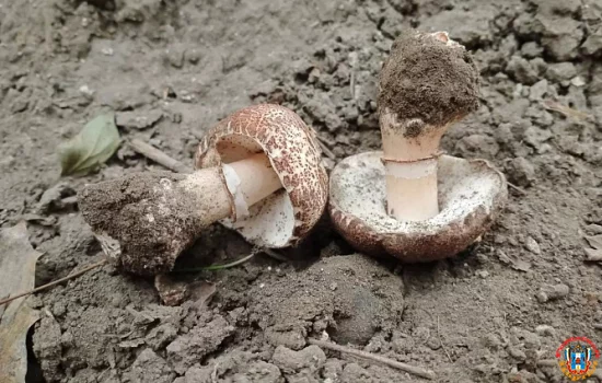 Королевский шампиньон - ростовчанин обнаружил на газоне