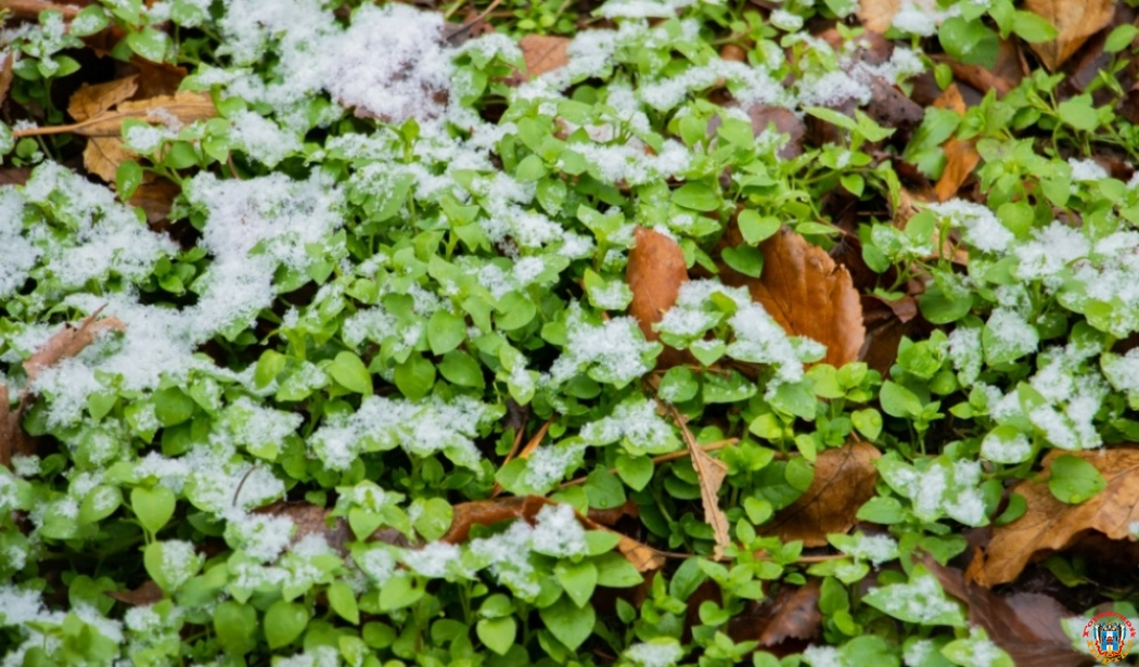 В Ростовской области обещают мокрый снег 29 декабря