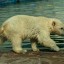 Маленькой медведице Айке из ростовского зоопарка исполнилось 7 месяцев 2