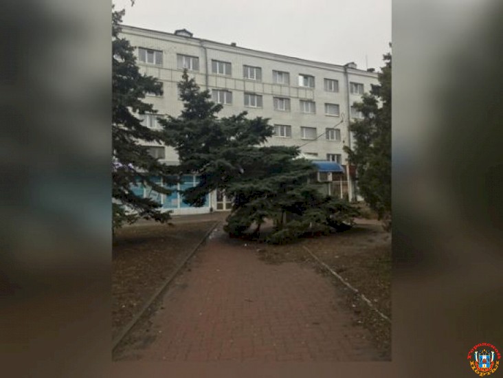 Ростовчане два года не могут добиться спила аварийного дерева в районе Комсомольской площади