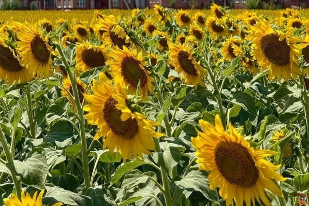 Семена амброзии обнаружили в крупной партии подсолнечника