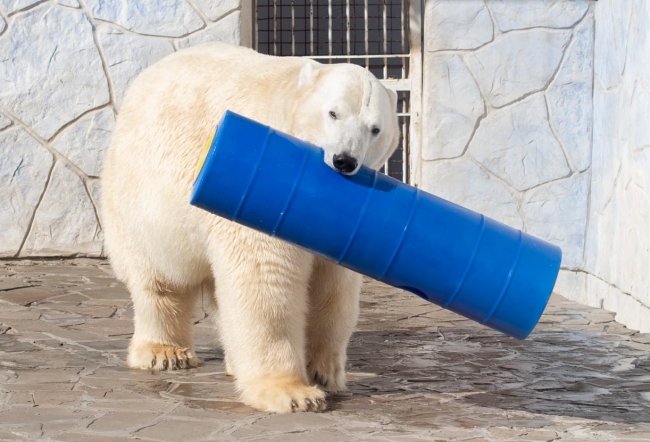 Белые медведи ростовского зоопарка отмечают свой праздник