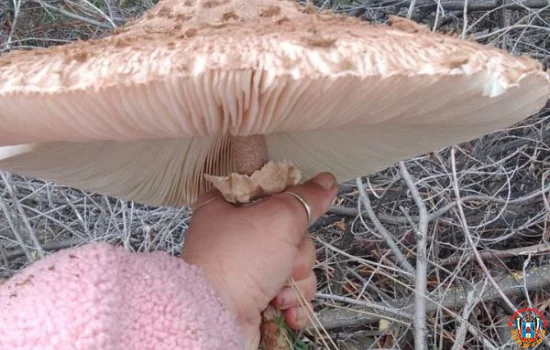 Необычные грибы-зонтики находят жители Ростовской области